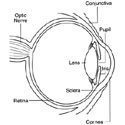 Anatomy of the Eye