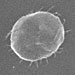 The bacterium BAV-1, shown here, occurs naturally and is smaller than a micron in size.